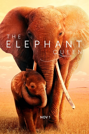 The Elephant Queen 2019